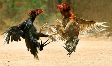 Lanzan granadas durante pelea de gallos en Hidalgo