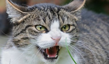 Gato muerde a su dueña y la contagia de rabia, en Nayarit