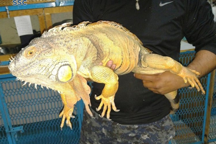 Iguana de un metro se paseaba por tienda de la Miguel Hidalgo