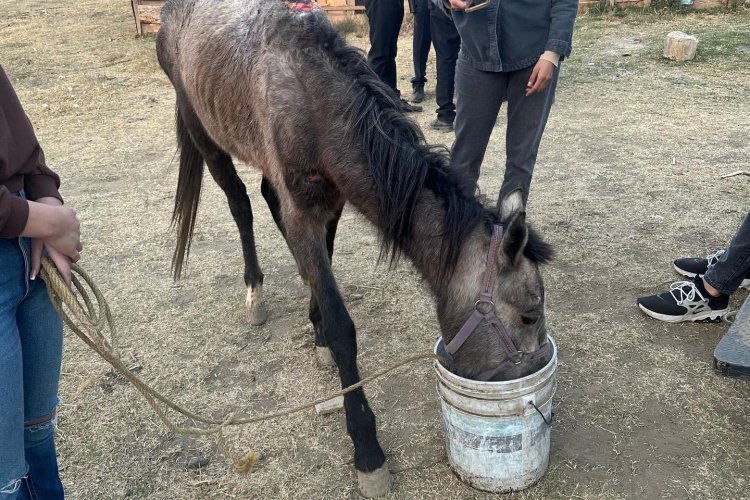 Yegua ‘bebé’ maltratada en Chalco, se reporta estable: Seres Libres