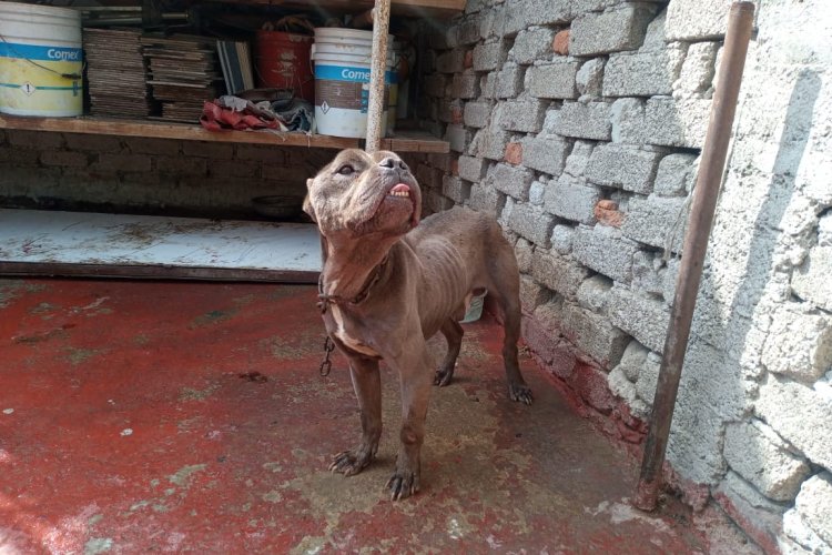 Encadenado y desnutrido, así hallaron a perro pitbull en casa de CDMX