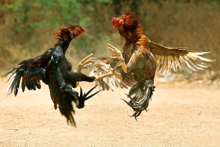 Lanzan granadas durante pelea de gallos en Hidalgo