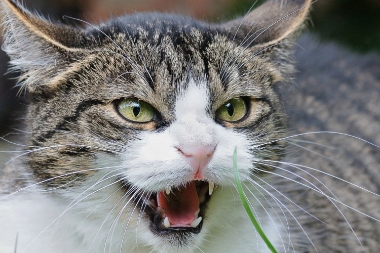 Gato muerde a su dueña y la contagia de rabia, en Nayarit