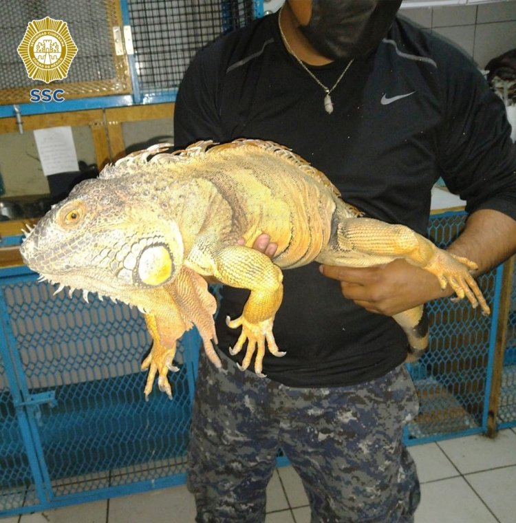 Iguana de un metro se paseaba por tienda de la Miguel Hidalgo