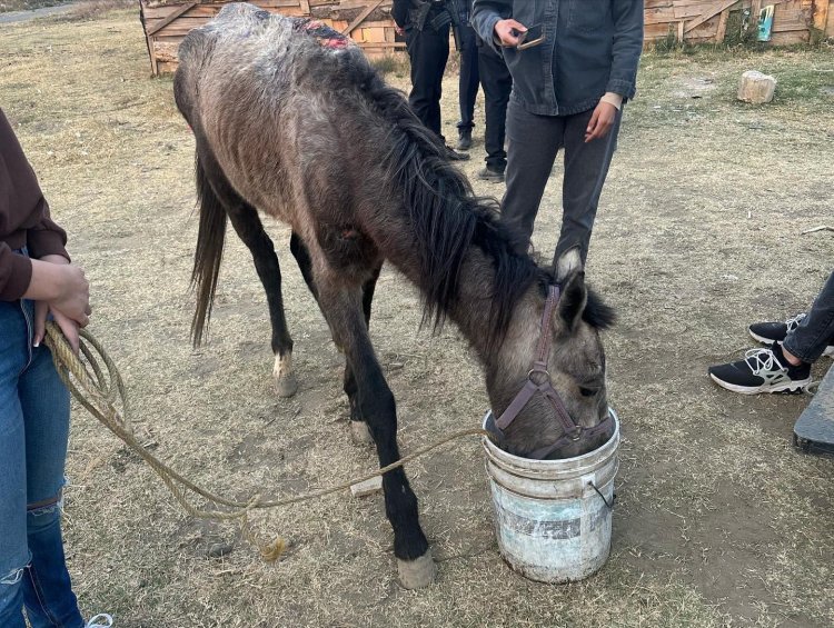 Yegua ‘bebé’ maltratada en Chalco, se reporta estable: Seres Libres