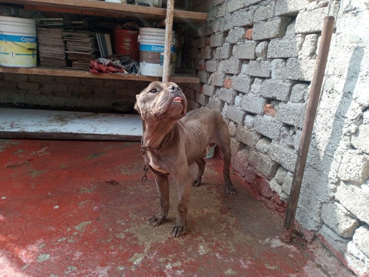 Encadenado y desnutrido, así hallaron a perro pitbull en casa de CDMX