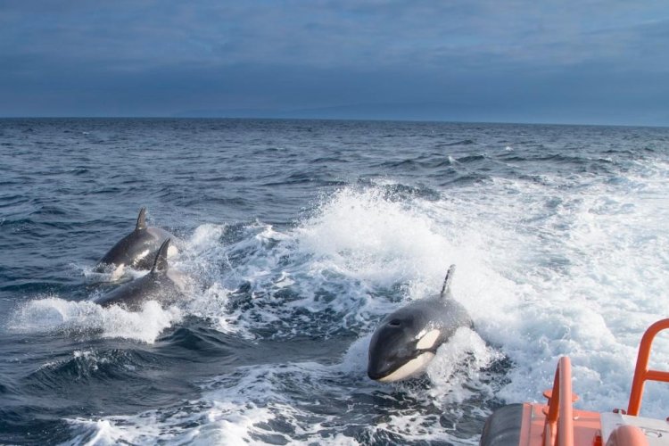 ¡De miedo! Orcas persiguen a pescadores en Michoacán