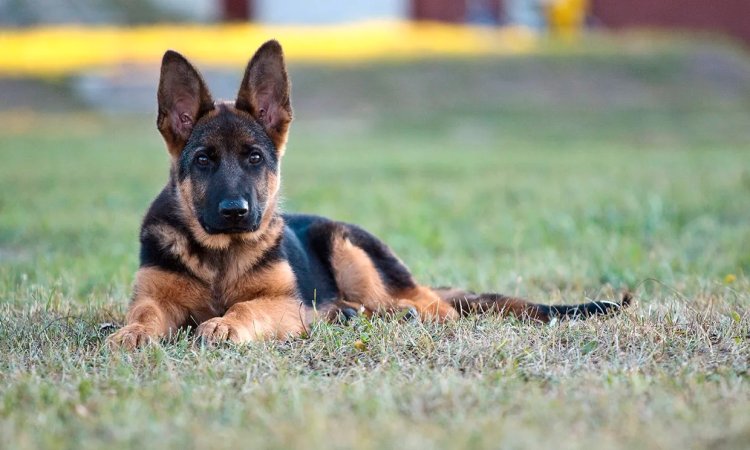 Pirotecnia hace huir a perrita de Baja California a EEUU