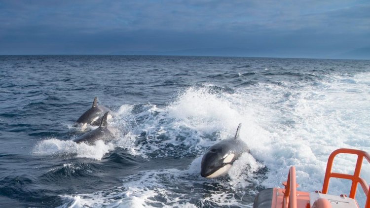 ¡De miedo! Orcas persiguen a pescadores en Michoacán