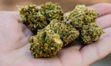 Aceptan uso de marihuana en Baja California