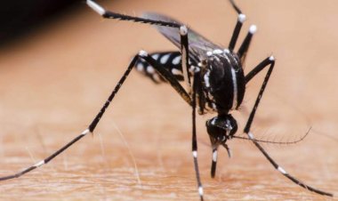 Aumentan casos de dengue en Yucatán