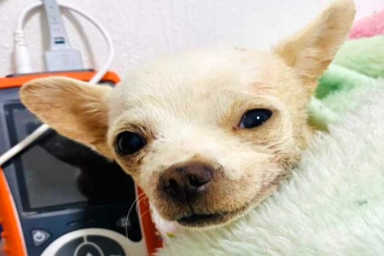 ¡Héroe! perrito es atacado con trinche por defender su hogar