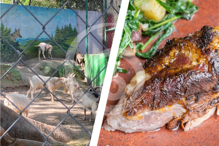 En la cena de Año Nuevo, así terminaron los animales del zoológico de Guerrero