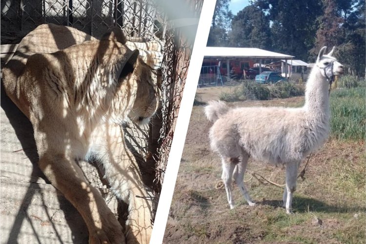 Hallan a leona y a llama durante cateo en Edomex