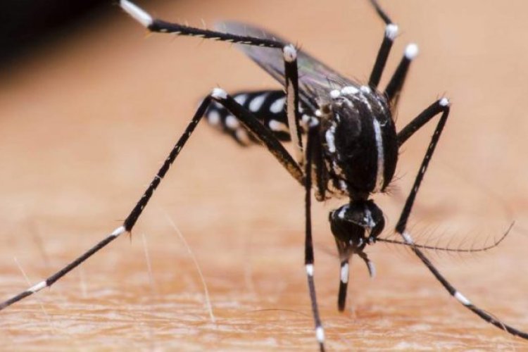 Aumentan casos de dengue en Yucatán