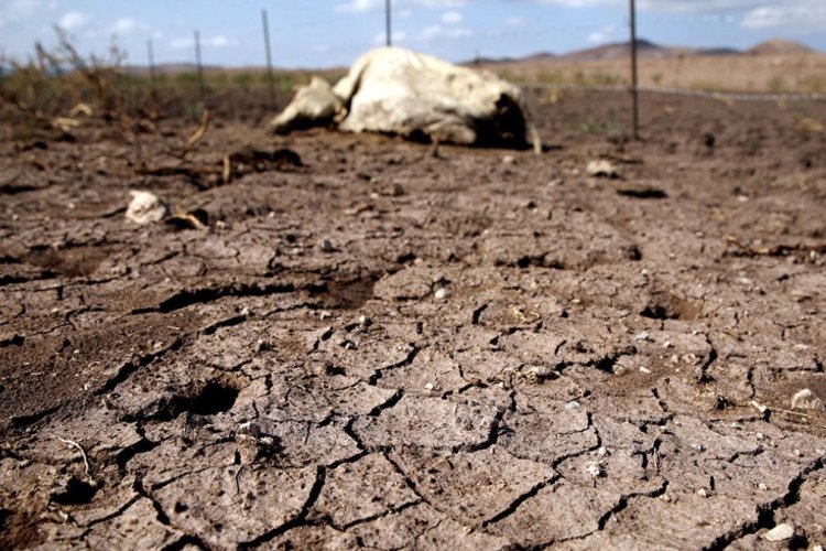 Empieza muerte de ganado en Durango; prevén aumento en próximos meses