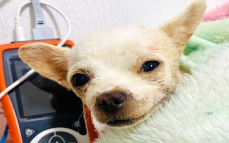 ¡Héroe! perrito es atacado con trinche por defender su hogar