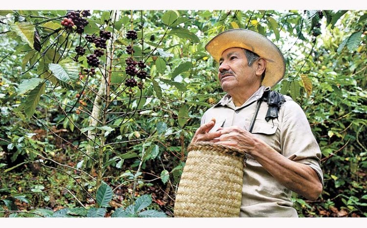 La falta de apoyos para fertilizantes y la disminución de precios de café afectan a los productores