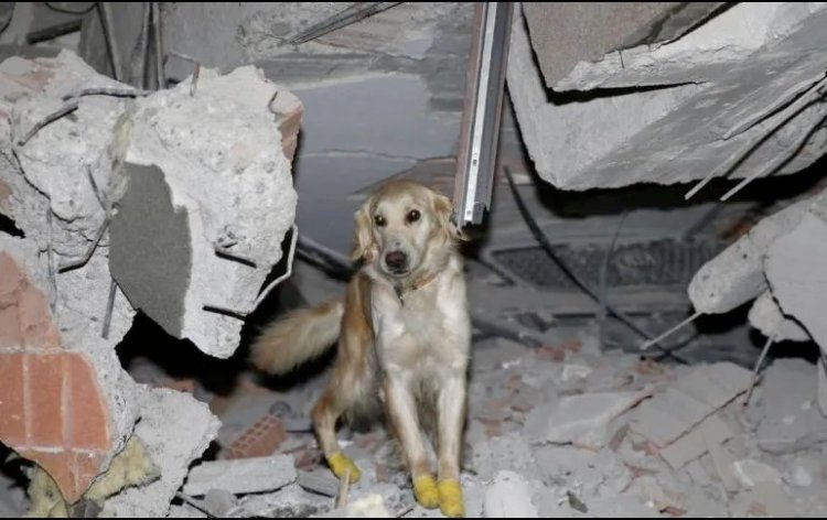 Perrito se lastima las patas, pero continúa rescatando personas en Turquía