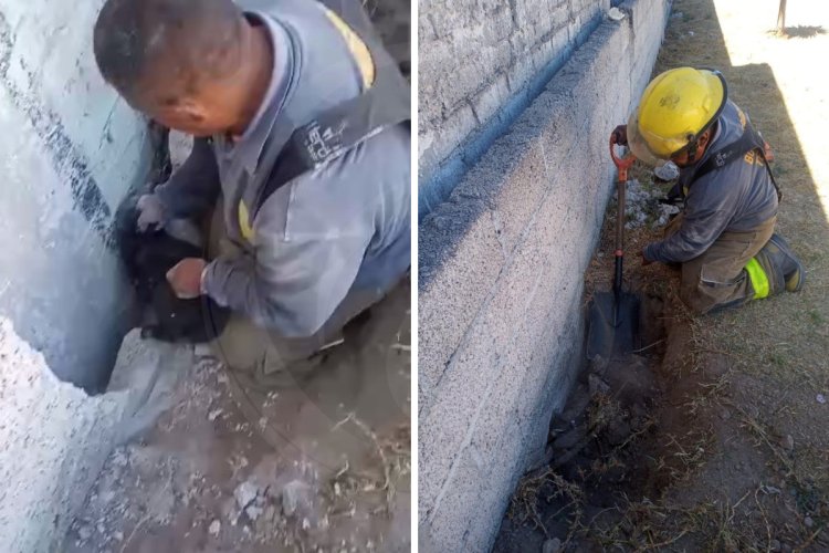 Rescatan a gatito atrapado entre la barda de una escuela en Tecámac