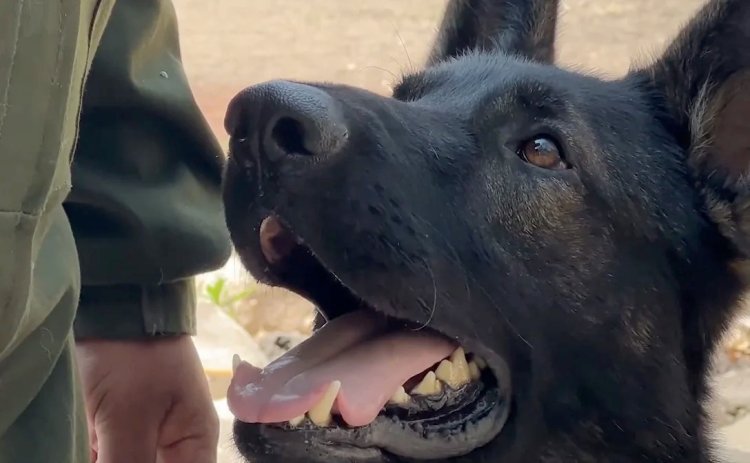 Proteo, perro rescatista de la Sedena, tendrá monumento en Estambul