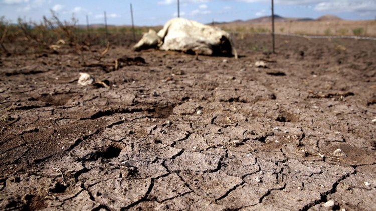 Empieza muerte de ganado en Durango; prevén aumento en próximos meses