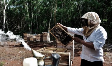 En riesgo producción de miel por bajos apoyos