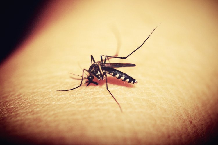 Paraguay enfrenta la epidemia más grande de chikungunya; México, no está exento