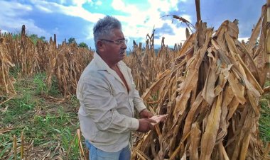 Trabajadores del campo tuxtepecano en el olvido