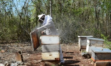 Precio de miel desploma y apicultores se ven afectados
