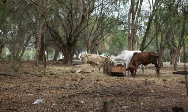 Peligra el campo por sequías en Tlaxcala