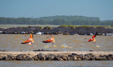 Turismo pone en riesgo a flamencos