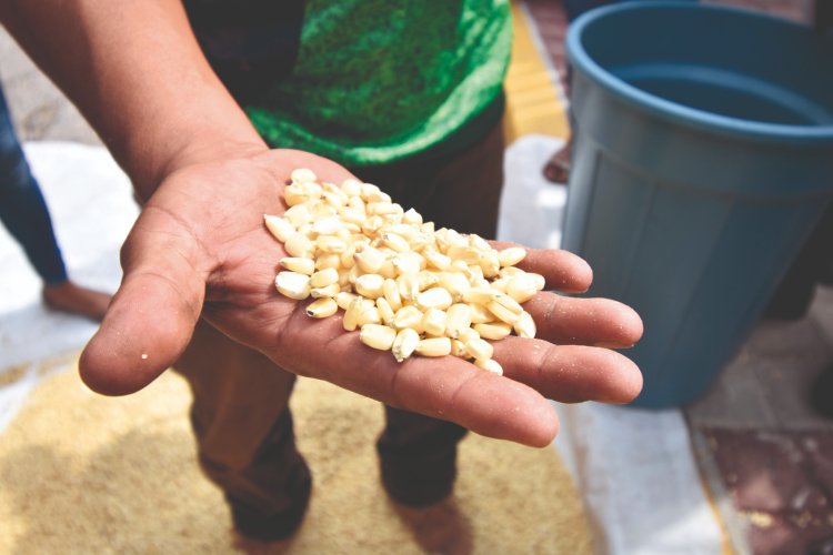 El gobierno de AMLO está matando al campo mexicano