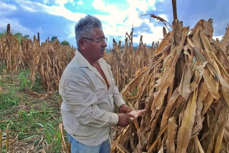 Trabajadores del campo tuxtepecano en el olvido