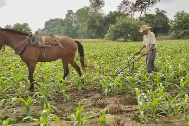 Niega Evencio Romero incremento en la producción de maíz