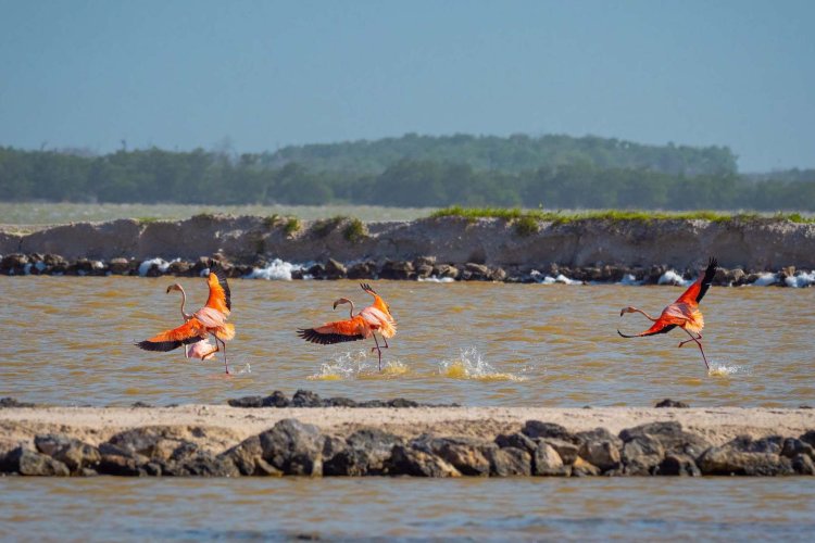 Turismo pone en riesgo a flamencos