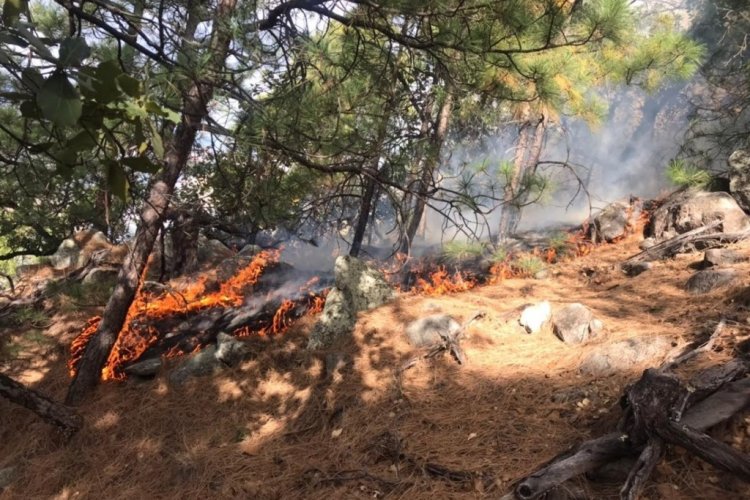 Nayarit, segundo lugar en afectaciones por incendios: Conafor