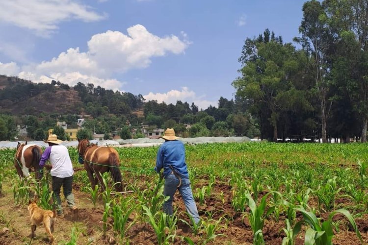 Campesinos mexiquenses luchan por sacar a flote su cultivo