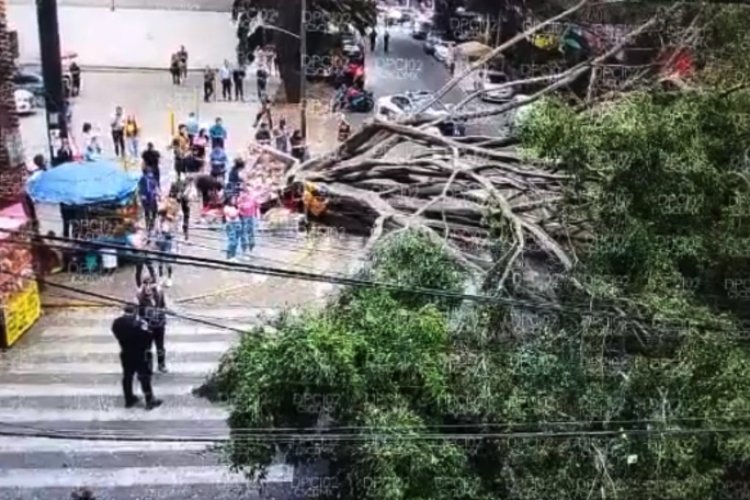 Árbol de 25 metros, cae por fuerte viento en la CDMX