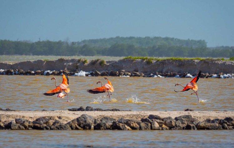 Turismo pone en riesgo a flamencos