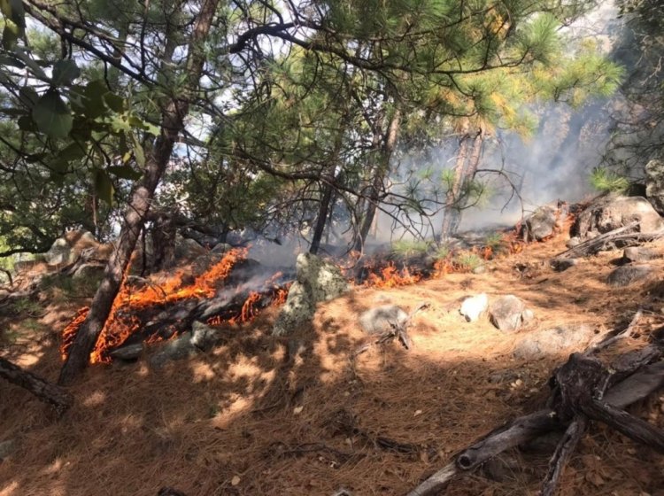Nayarit, segundo lugar en afectaciones por incendios: Conafor