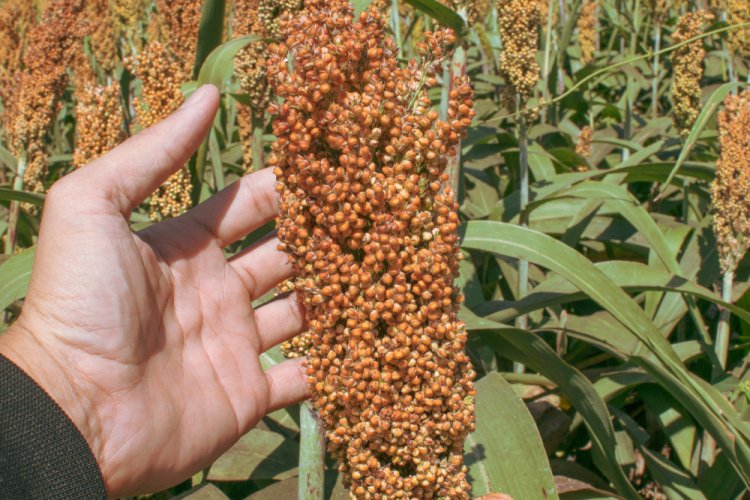 Incertidumbre entre los productores de sorgo, baja el precio del grano.