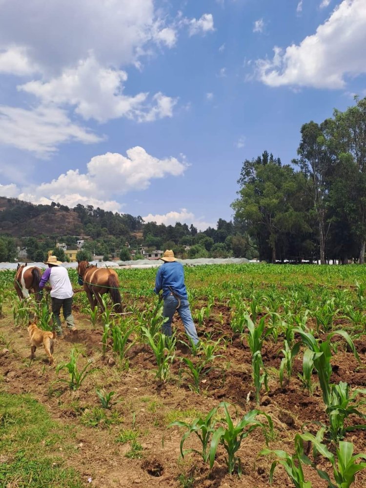 Campesinos mexiquenses luchan por sacar a flote su cultivo