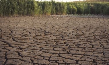 Hay perdida de cosechas por sequía en Guanajuato