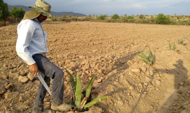 A punto de quebrar productores guanajuatenses