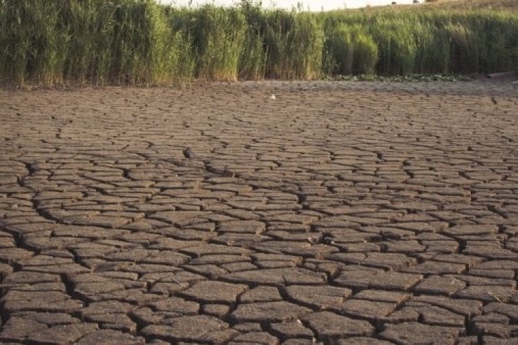 Hay perdida de cosechas por sequía en Guanajuato