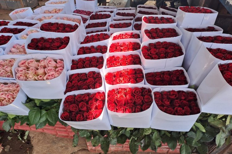 Floricultores de Tenancingo listos para la comercialización de 10 de Mayo