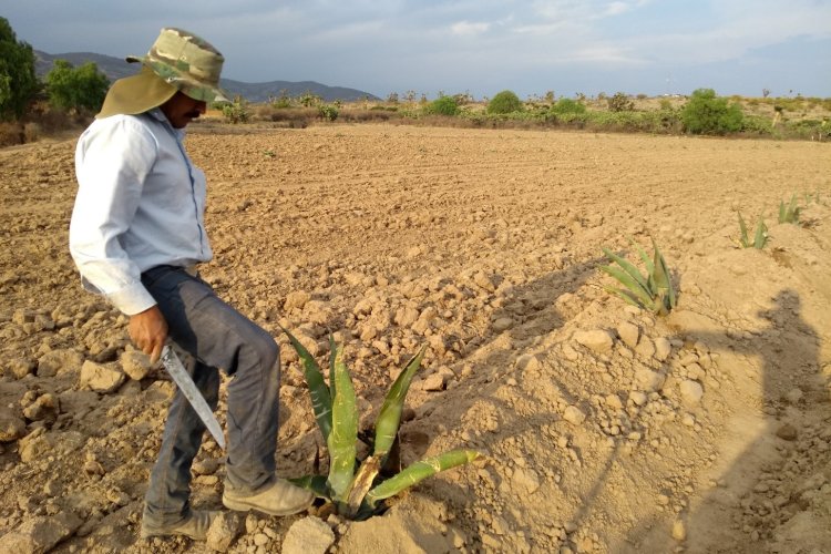 A punto de quebrar productores guanajuatenses