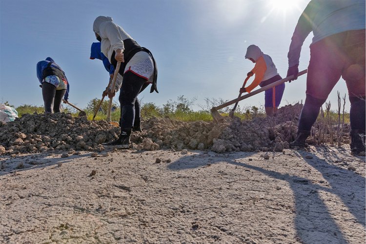 De Yucatán para el mundo; reconocen labor ambiental de mujeres de Chelem