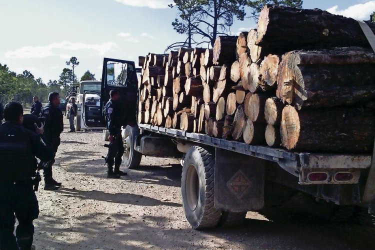 Crece la tala de árboles en la Sierra Tarahumara